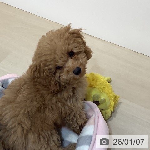 埼玉県のトイプードル(トイ) (ペットプラス クレアモール川越店/2025年10月4日生まれ/男の子/アプリコット)の子犬の4枚目の画像