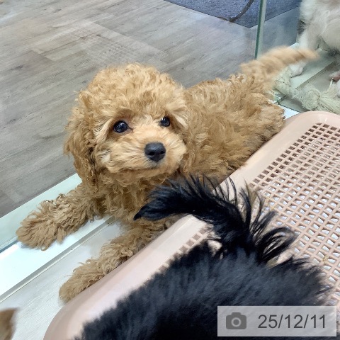 埼玉県のトイプードル(トイ) (ペットプラス クレアモール川越店/2025年10月4日生まれ/男の子/アプリコット)の子犬の3枚目の画像