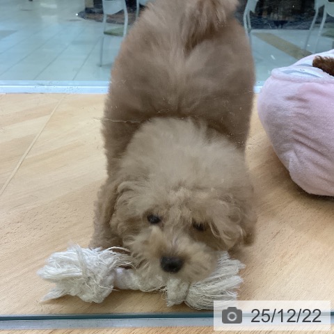 埼玉県のトイプードル(トイ) (ペットプラス 羽生店/2025年10月4日生まれ/男の子/アプリコット)の子犬の4枚目の画像