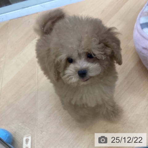 埼玉県のトイプードル(トイ) (ペットプラス 羽生店/2025年10月4日生まれ/男の子/アプリコット)の子犬の4枚目の画像