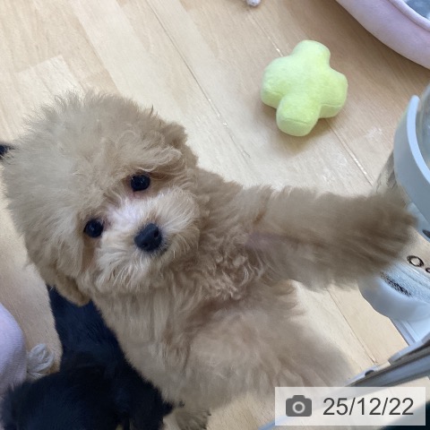 埼玉県のトイプードル(トイ) (ペットプラス 羽生店/2025年10月4日生まれ/男の子/アプリコット)の子犬の3枚目の画像