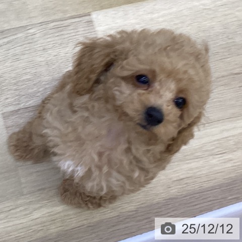 山梨県のトイプードル(トイ) (ペットプラス 甲府昭和店/2025年10月4日生まれ/男の子/アプリコット)の子犬の4枚目の画像