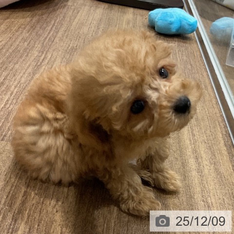 トイ・プードルの写真