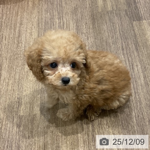 トイ・プードルの写真