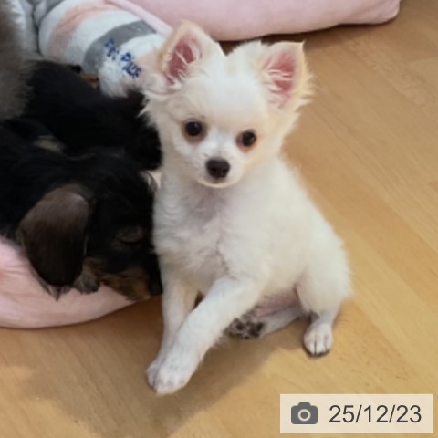 宮城県のチワワ(ロング) (ペットプラス 名取店/2025年10月3日生まれ/男の子/ホワイトフォーン)の子犬の4枚目の画像