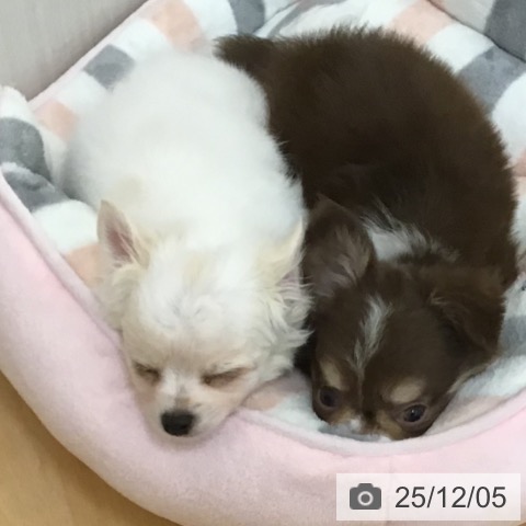 宮城県のチワワ(ロング) (ペットプラス 名取店/2025年10月3日生まれ/男の子/ホワイトフォーン)の子犬の4枚目の画像