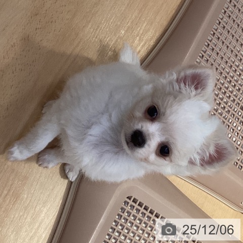 山形県のチワワ(ロング) (ペットプラス 天童店/2025年10月3日生まれ/男の子/ホワイトフォーン)の子犬の3枚目の画像