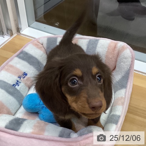 長野県のミニチュアダックスフンド(ロング) (ペットプラス 松本店/2025年10月3日生まれ/男の子/チョコレートタン)の子犬の4枚目の画像