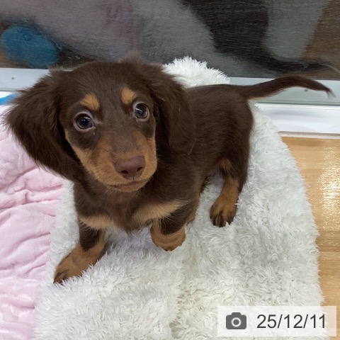 長野県のミニチュアダックスフンド(ロング) (ペットプラス 松本店/2025年10月3日生まれ/男の子/チョコレートタン)の子犬の3枚目の画像