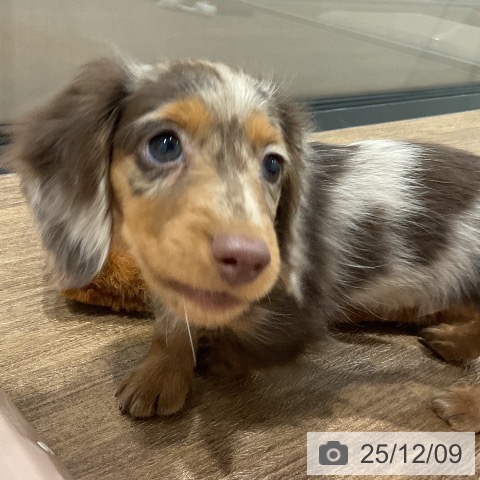 ミニチュア・ダックスフンドの写真