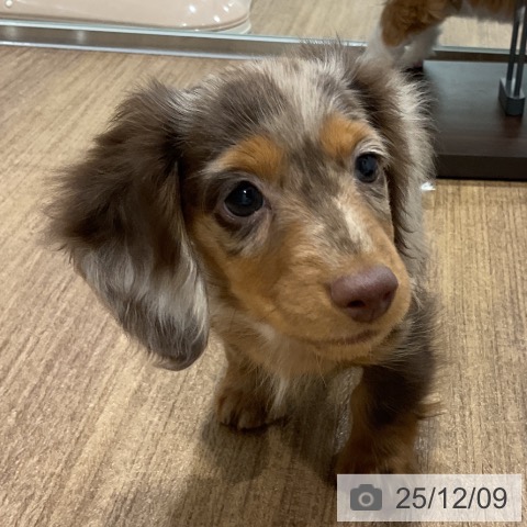 ミニチュア・ダックスフンドの写真