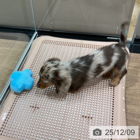 ミニチュア・ダックスフンドの写真