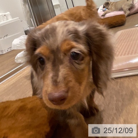 ミニチュア・ダックスフンドの写真