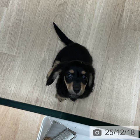 福島県のミニチュアダックスフンド(ロング) (ペットプラス 福島店/2025年10月4日生まれ/女の子/ブラックタン)の子犬の3枚目の画像