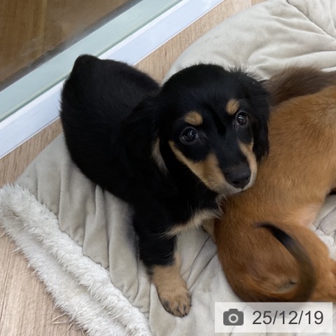 福島県のミニチュアダックスフンド(ロング) (ペットプラス 福島店/2025年10月4日生まれ/女の子/ブラックタン)の子犬の3枚目の画像