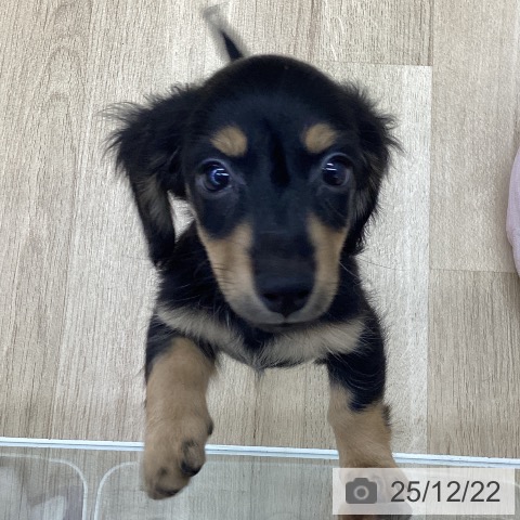 福島県のミニチュアダックスフンド(ロング) (ペットプラス 福島店/2025年10月4日生まれ/女の子/ブラックタン)の子犬の4枚目の画像