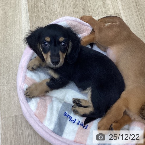 福島県のミニチュアダックスフンド(ロング) (ペットプラス 福島店/2025年10月4日生まれ/女の子/ブラックタン)の子犬の3枚目の画像