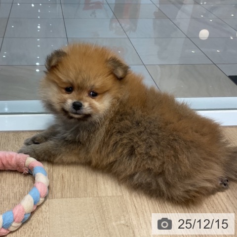 群馬県のポメラニアン (ペットプラス イオンモール太田店/2025年10月4日生まれ/男の子/オレンジ)の子犬の3枚目の画像