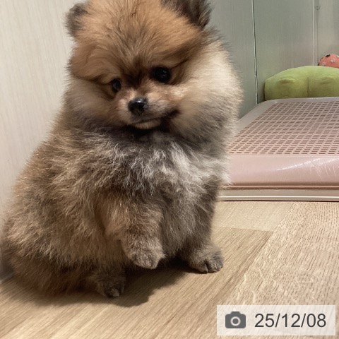 ポメラニアンの写真