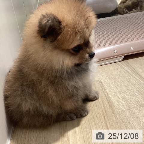 ポメラニアンの写真