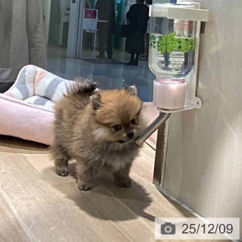 ポメラニアンの写真