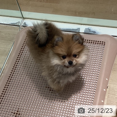 東京都のポメラニアン (ペットプラス 東久留米店/2025年10月4日生まれ/女の子/オレンジ)の子犬の3枚目の画像
