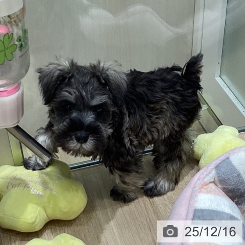 東京都のミニチュアシュナウザー (ペットプラス 立川高島屋S.C.店/2025年10月4日生まれ/女の子/ソルトペッパー)の子犬の3枚目の画像