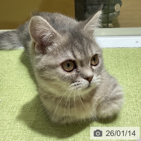 神奈川県のマンチカン (ペットプラス 新百合丘店/2025年9月29日生まれ/女の子/ブルーパッチドタビー)の子猫の4枚目の画像