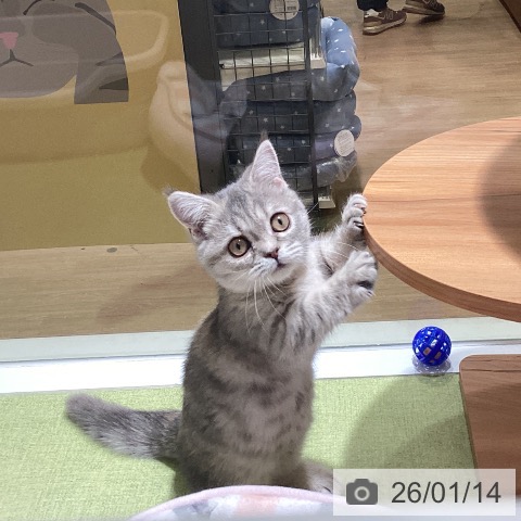 神奈川県のマンチカン (ペットプラス 新百合丘店/2025年9月29日生まれ/女の子/ブルーパッチドタビー)の子猫の3枚目の画像