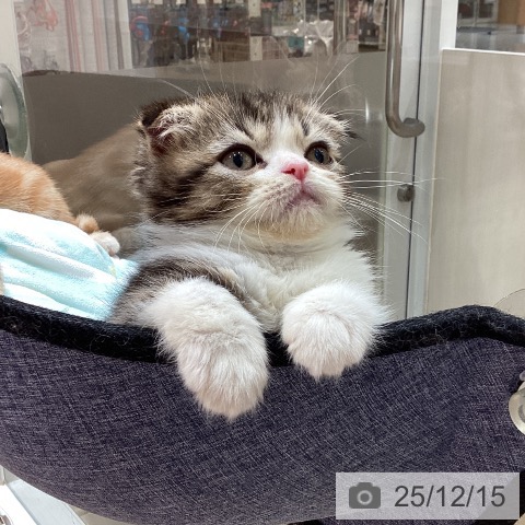 スコティッシュフォールドの写真