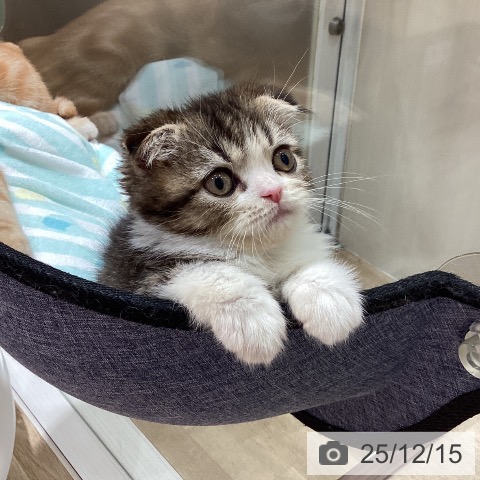 スコティッシュフォールドの写真