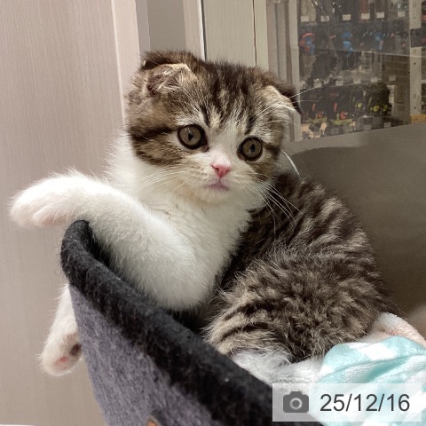 スコティッシュフォールドの写真