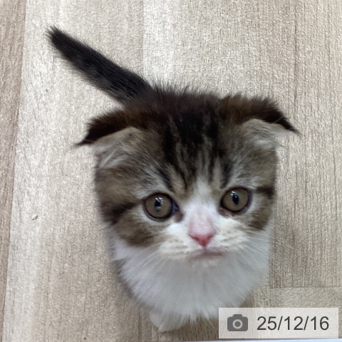 スコティッシュフォールドの写真