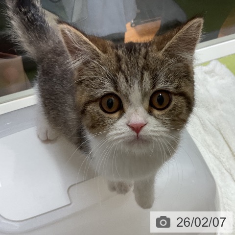 千葉県のスコティッシュフォールド (ペットプラス 成田店/2025年10月2日生まれ/男の子/ブラウンマッカレルタビーホワイト)の子猫の3枚目の画像