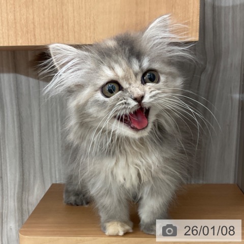 長野県のスコティッシュフォールド (ペットプラス 上田店/2025年9月28日生まれ/女の子/ブルーパッチドタビー)の子猫の4枚目の画像