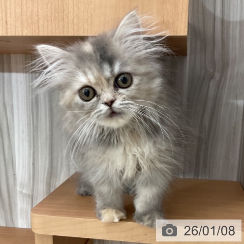 長野県のスコティッシュフォールド (ペットプラス 上田店/2025年9月28日生まれ/女の子/ブルーパッチドタビー)の子猫の3枚目の画像