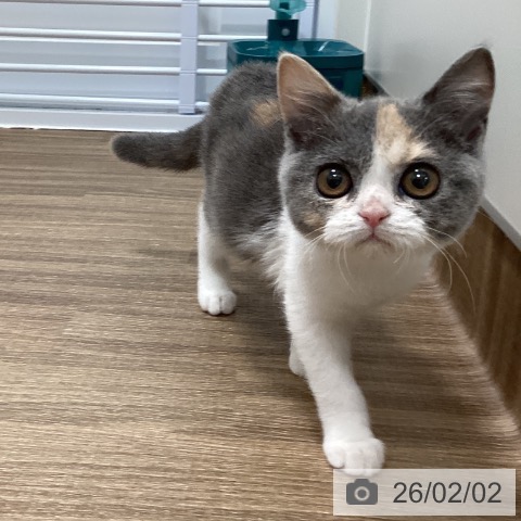 ブリティッシュショートヘアの写真