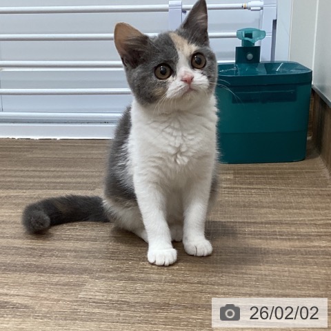 ブリティッシュショートヘアの写真