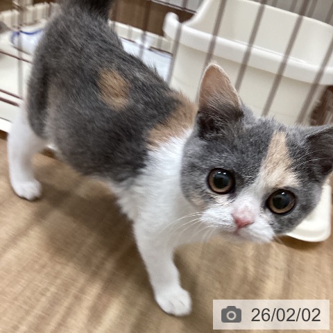 ブリティッシュショートヘアの写真