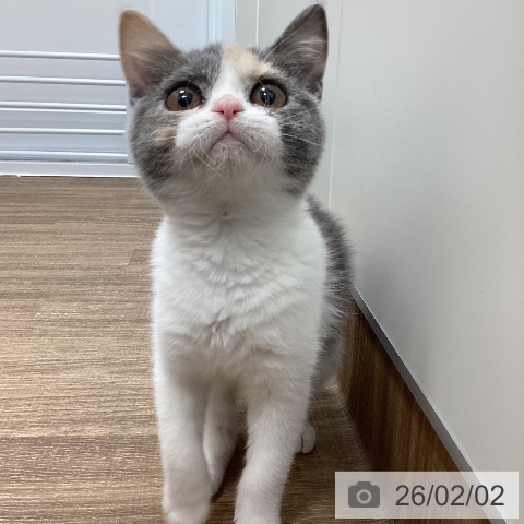 ブリティッシュショートヘアの写真