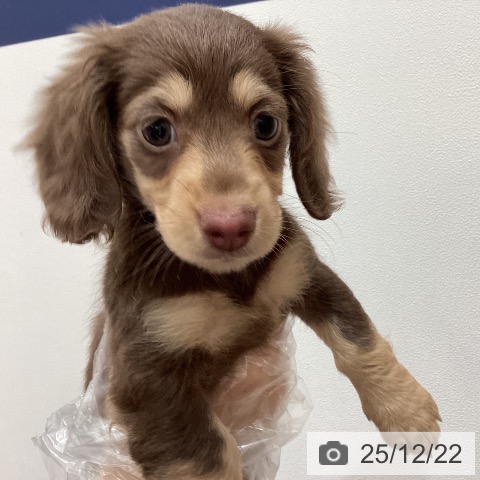 埼玉県のカニンヘンダックスフンド(ロング) (ペットプラス ピオニウォーク東松山店/2025年10月4日生まれ/女の子/チョコレートイエロー)の子犬の4枚目の画像