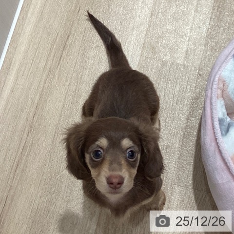 埼玉県のカニンヘンダックスフンド(ロング) (ペットプラス ピオニウォーク東松山店/2025年10月4日生まれ/女の子/チョコレートイエロー)の子犬の4枚目の画像