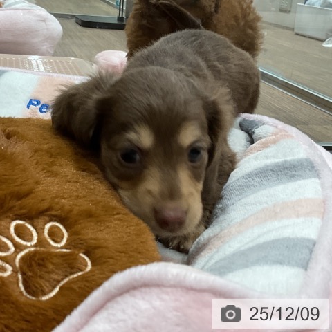 カニーンヘン・ダックスフンドの写真