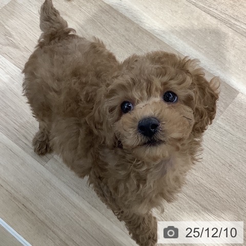 千葉県のトイプードル(トイ) (ペットプラス 船橋店/2025年10月4日生まれ/男の子/アプリコット)の子犬の3枚目の画像