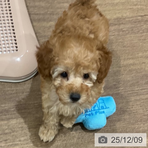 埼玉県のトイプードル(トイ) (ペッツワン 吉川美南店/2025年10月4日生まれ/女の子/アプリコット)の子犬の3枚目の画像