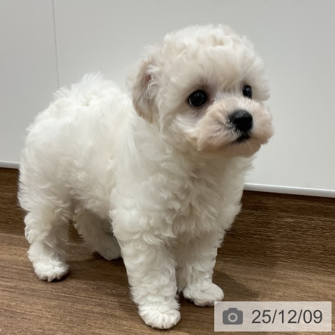 埼玉県のビションフリーゼ (ペッツワン 吉川美南店/2025年10月4日生まれ/女の子/ホワイト)の子犬の3枚目の画像