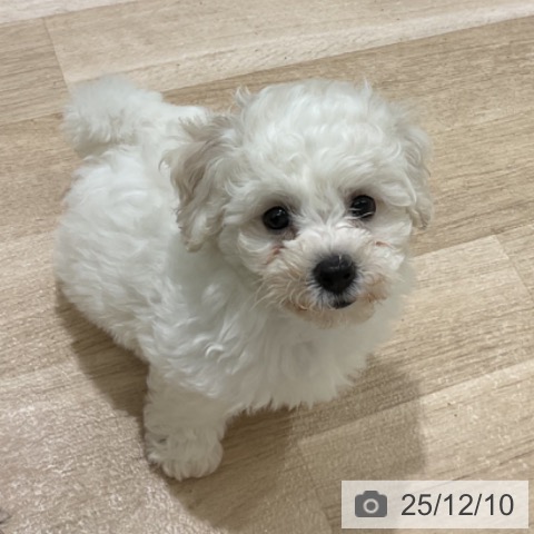 ビション・フリーゼの写真