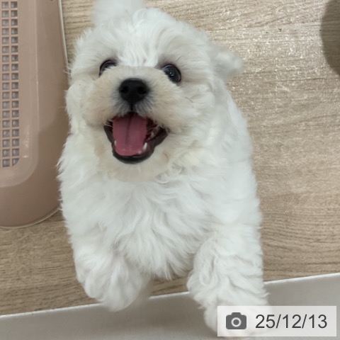 長野県のビションフリーゼ (ペットプラス 長野店/2025年10月4日生まれ/女の子/ホワイト)の子犬の3枚目の画像