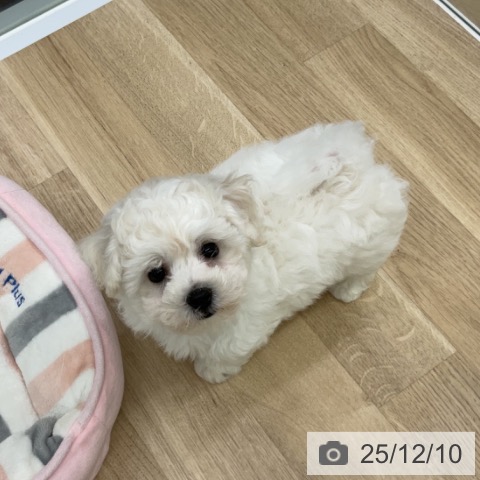 福島県のビションフリーゼ (ペットプラス 福島店/2025年10月4日生まれ/女の子/ホワイト)の子犬の4枚目の画像