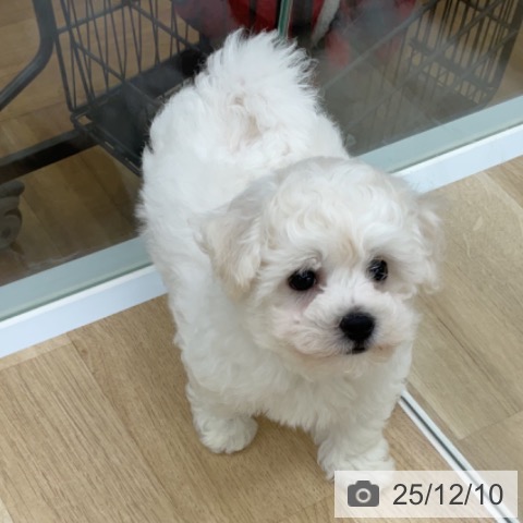 福島県のビションフリーゼ (ペットプラス 福島店/2025年10月4日生まれ/女の子/ホワイト)の子犬の3枚目の画像